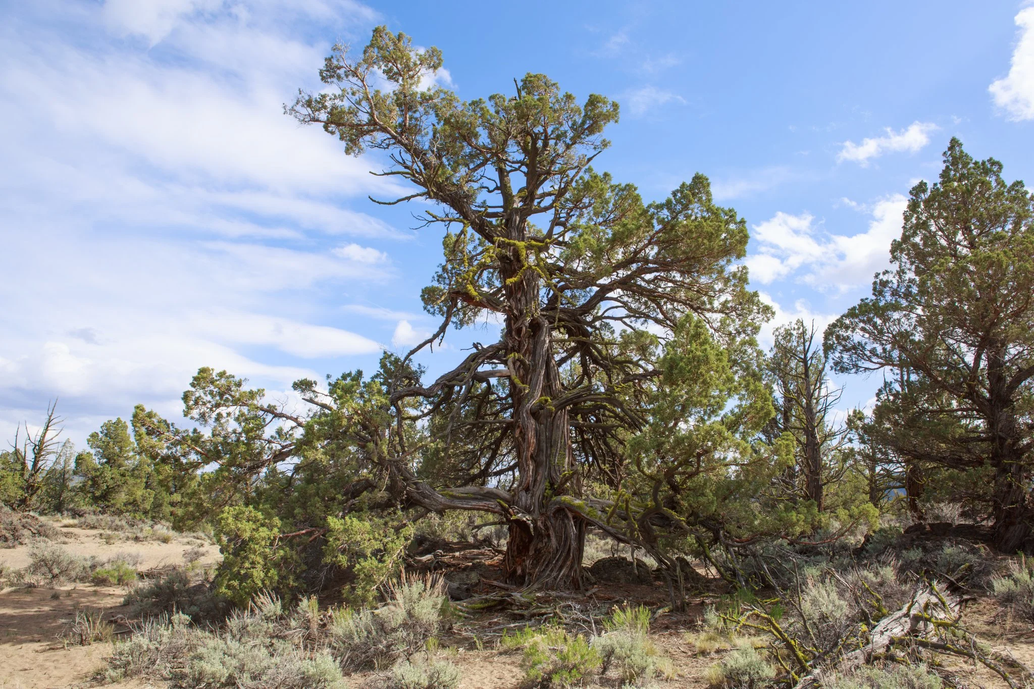 Western juniper (juniperus occidentalis)