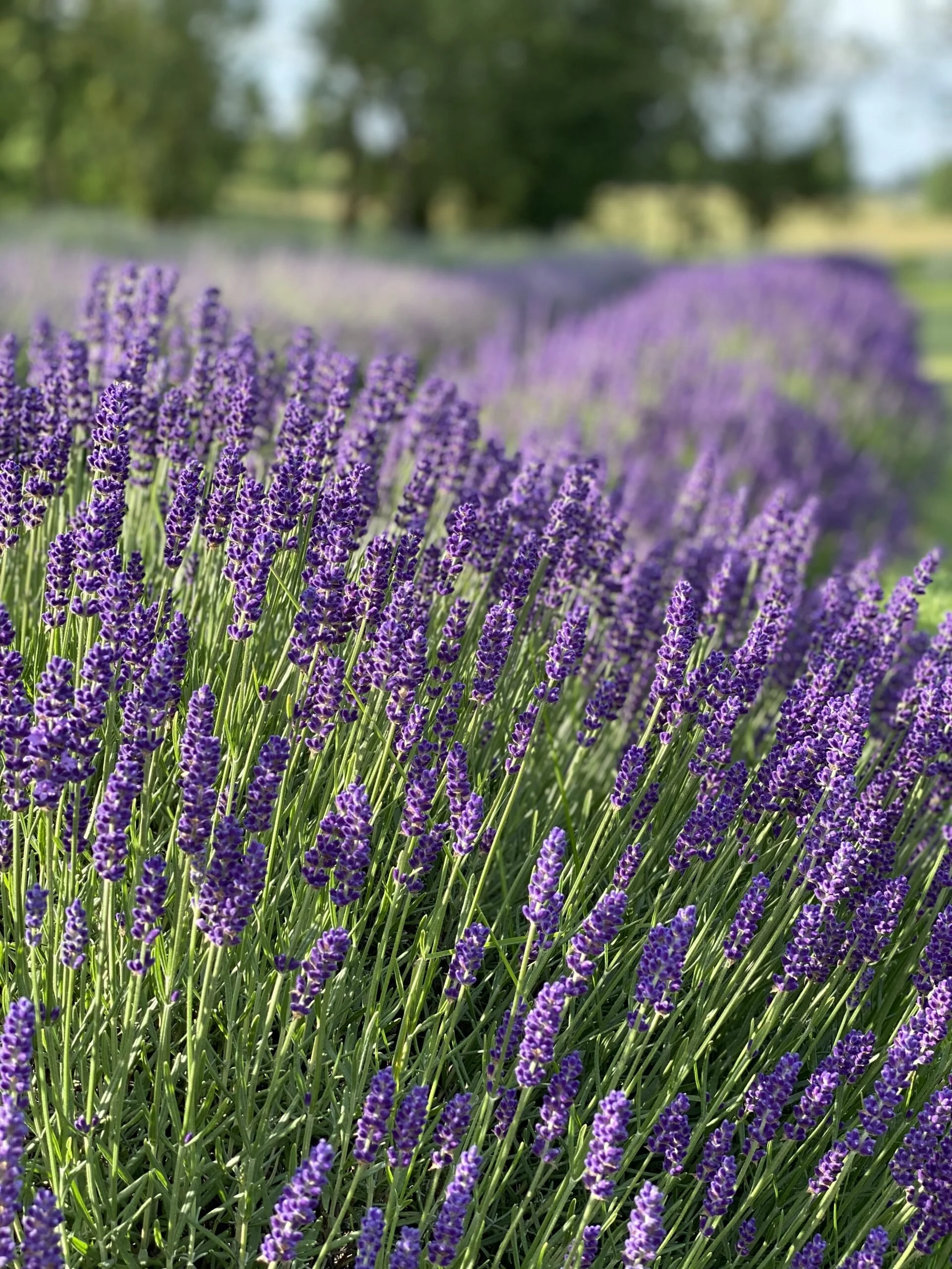 English lavender (Lavandula angustifolia)