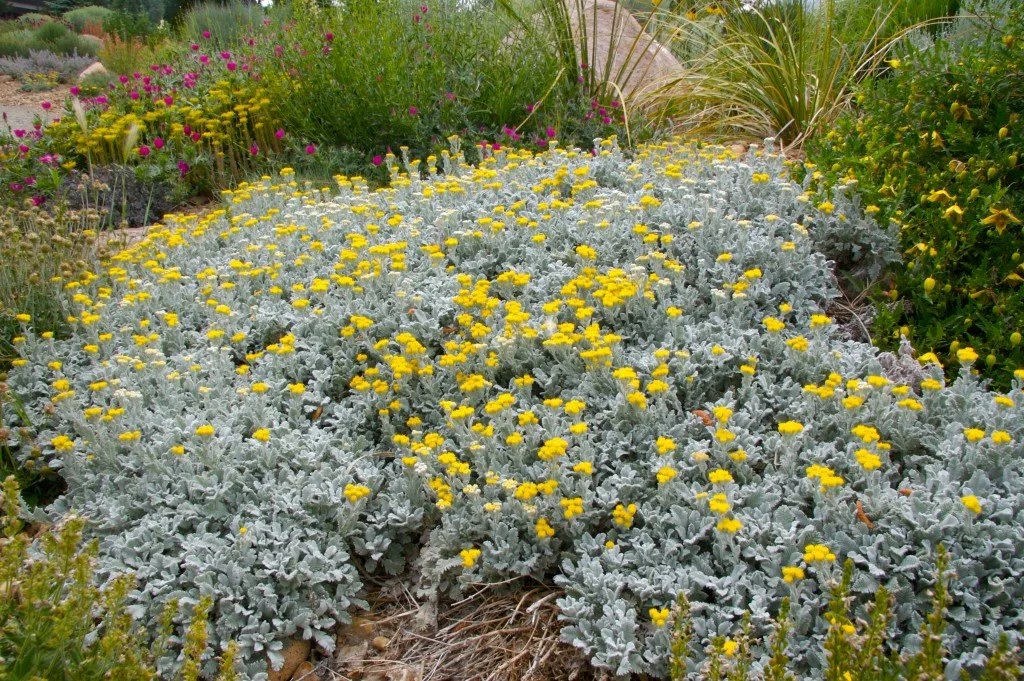 Partridge feather (tanacetum densum ssp. Amani)