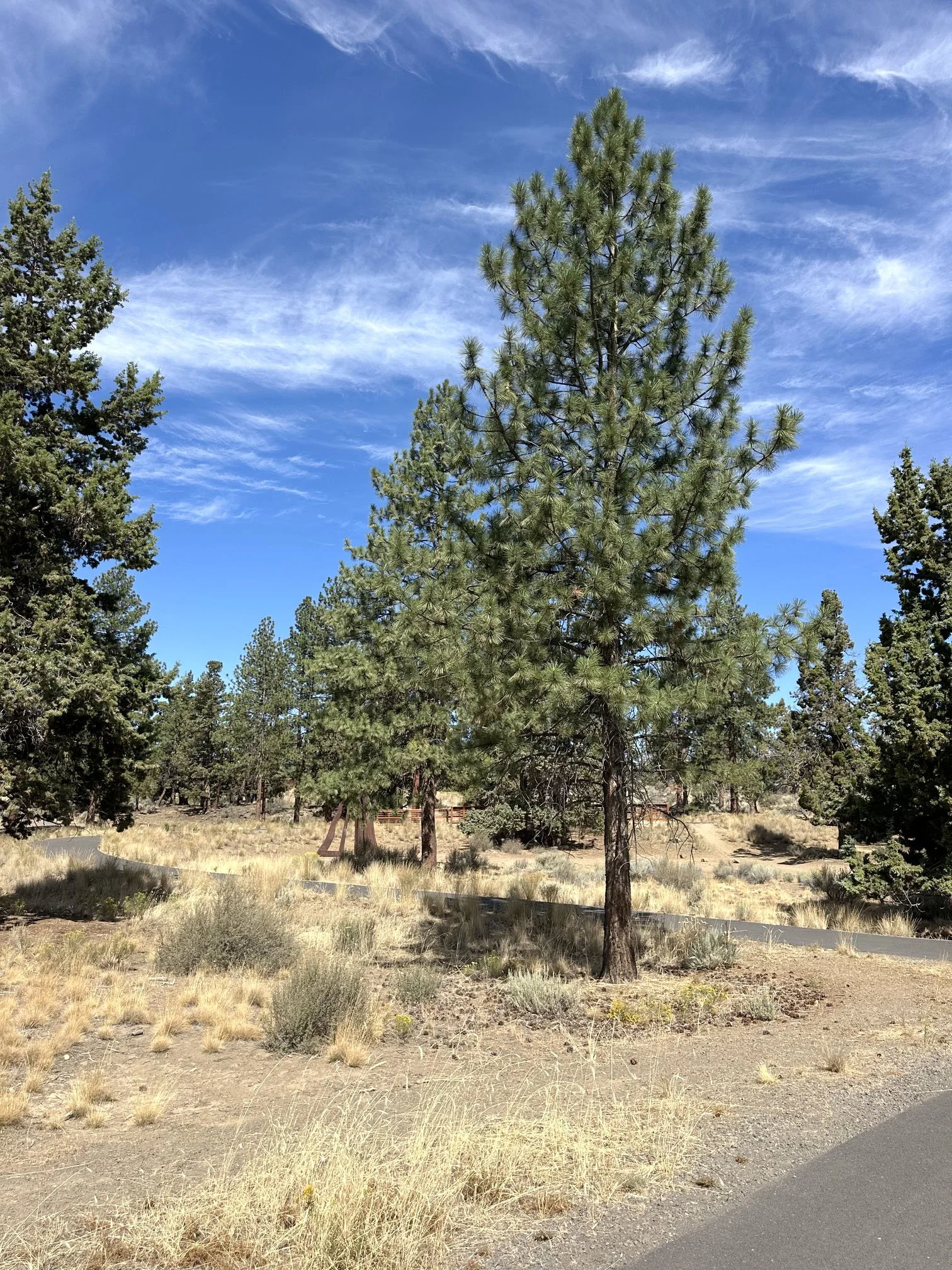 Ponderosa pine (Pinus ponderosa)