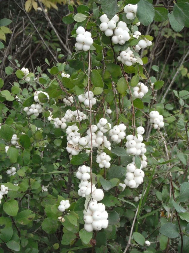Wax current (Ribes cereum) - Requires more watering/shade