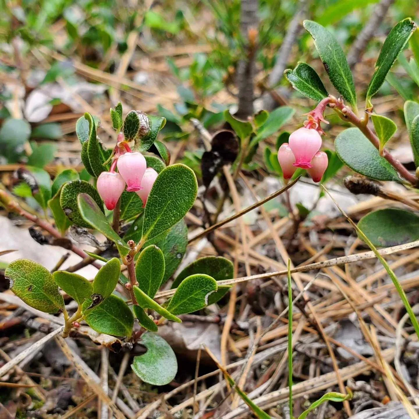 Kinnikinnick (Arctostaphylos uva-ursi)