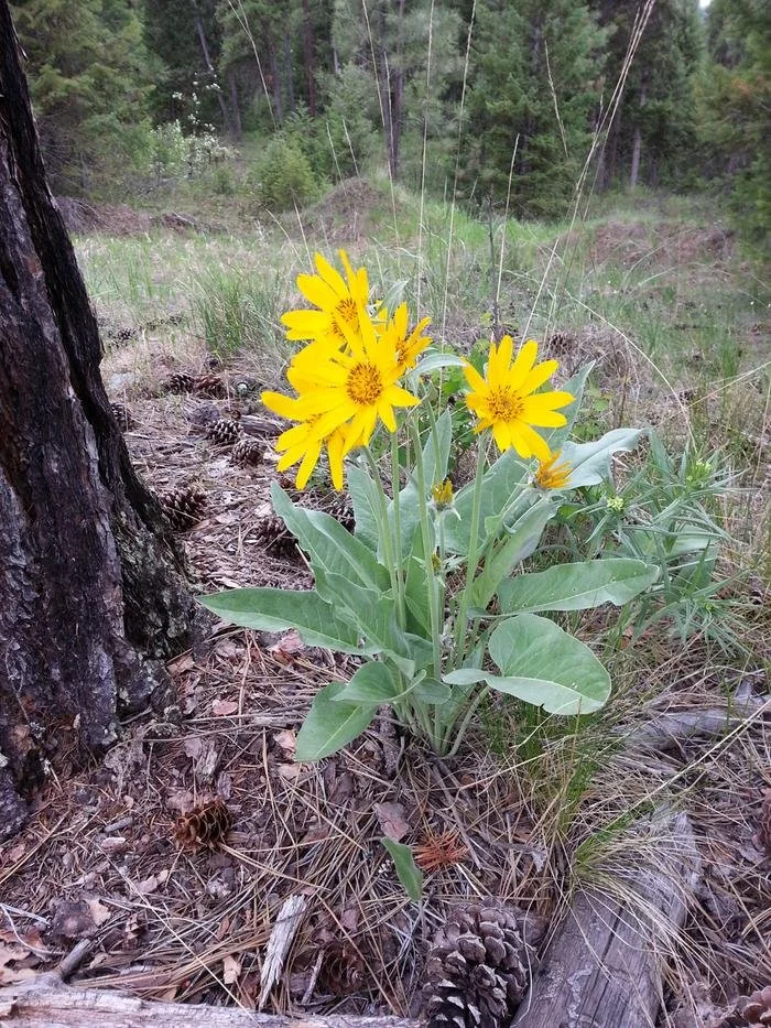Arrow-leaf balsomroot (Balsamorphiza sagittata)