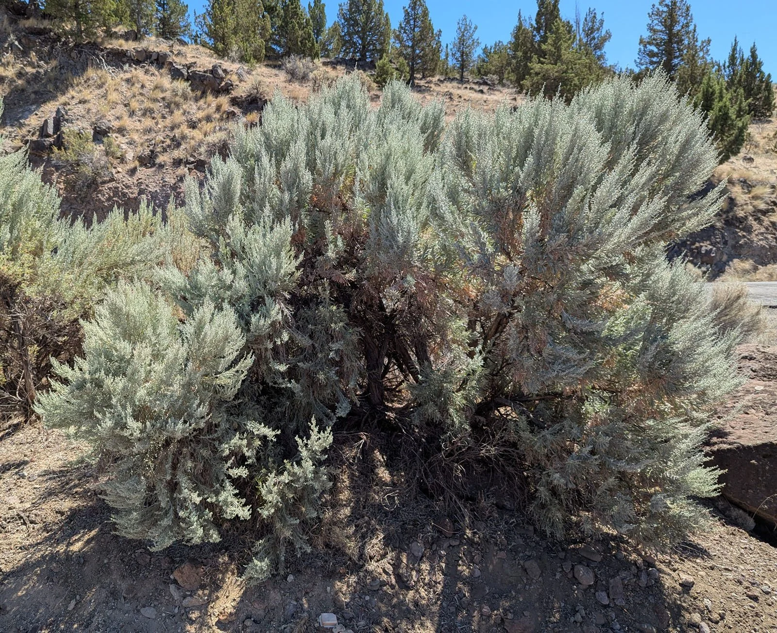 Big Sagebrush (Artemisia tridentata)