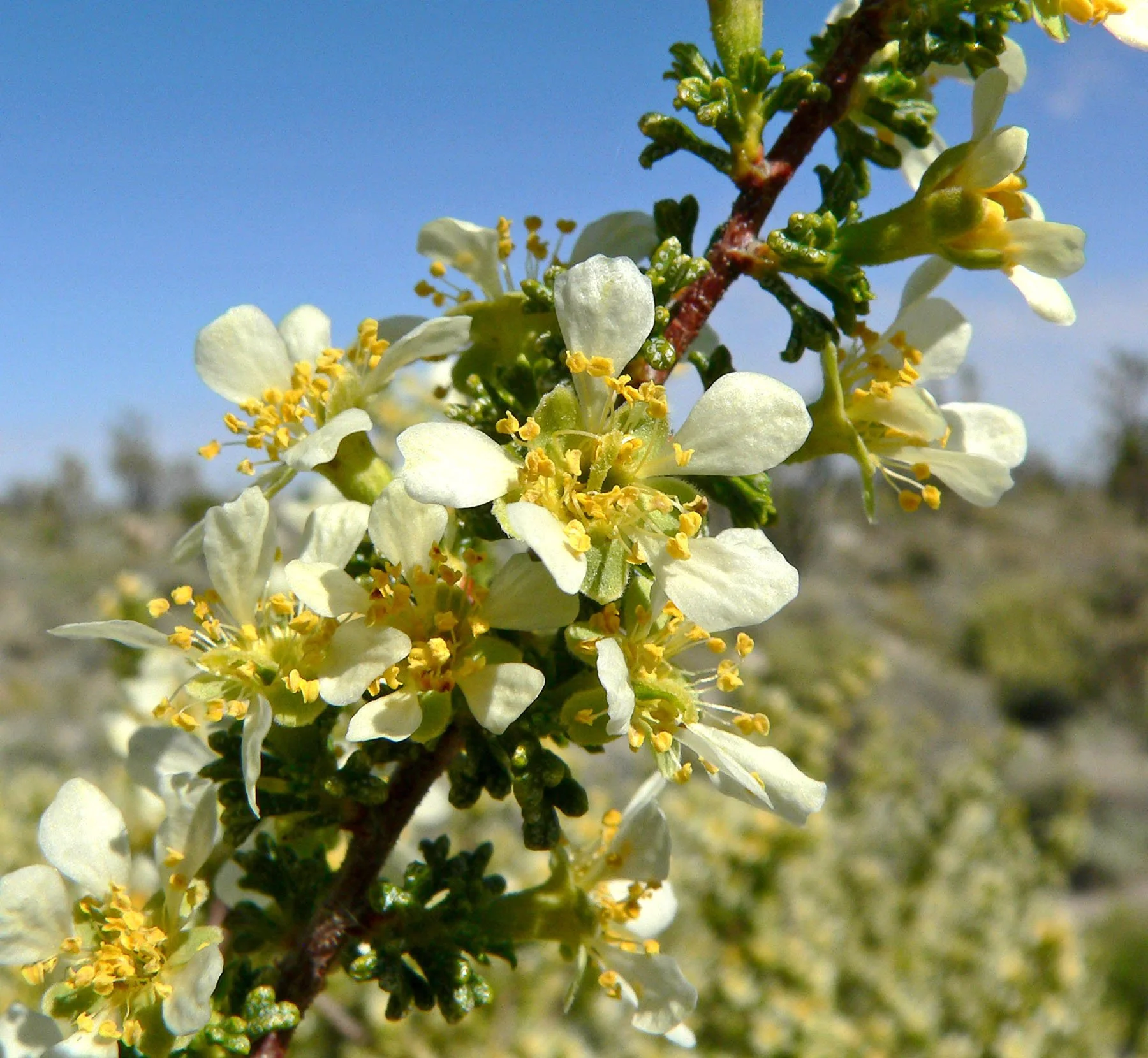 Bitterbrush (Purshia tridentata)