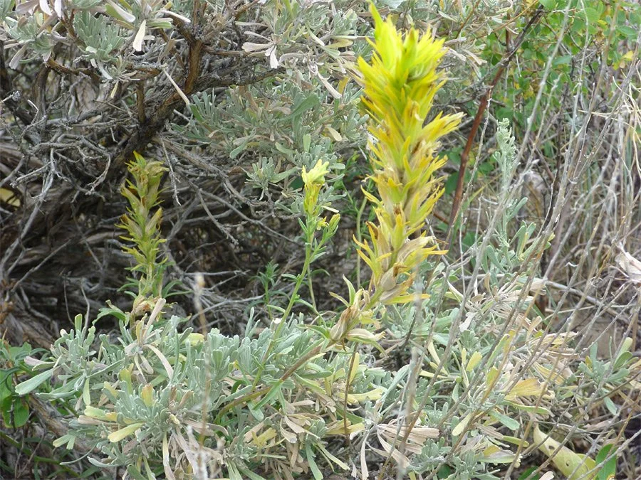 (Yellow) Desert paintbrush (Castilleja chromosa)