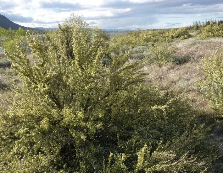 Bitterbrush (Purshia tridentata)