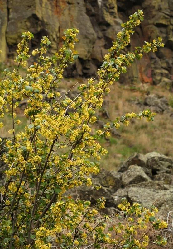 Golden current (Ribes aureum) - Requires more water/shade