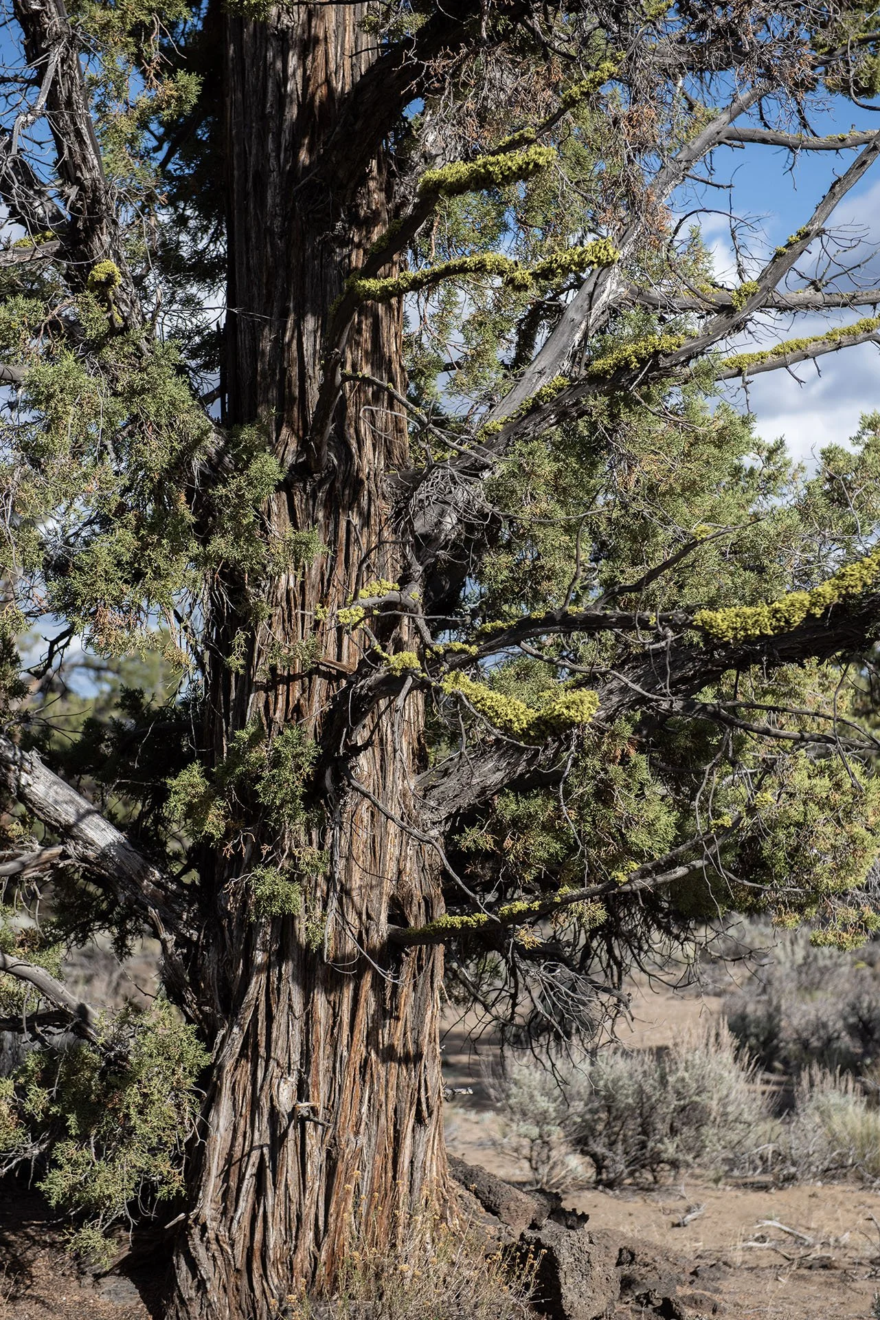 Western juniper (juniperus occidentalis)