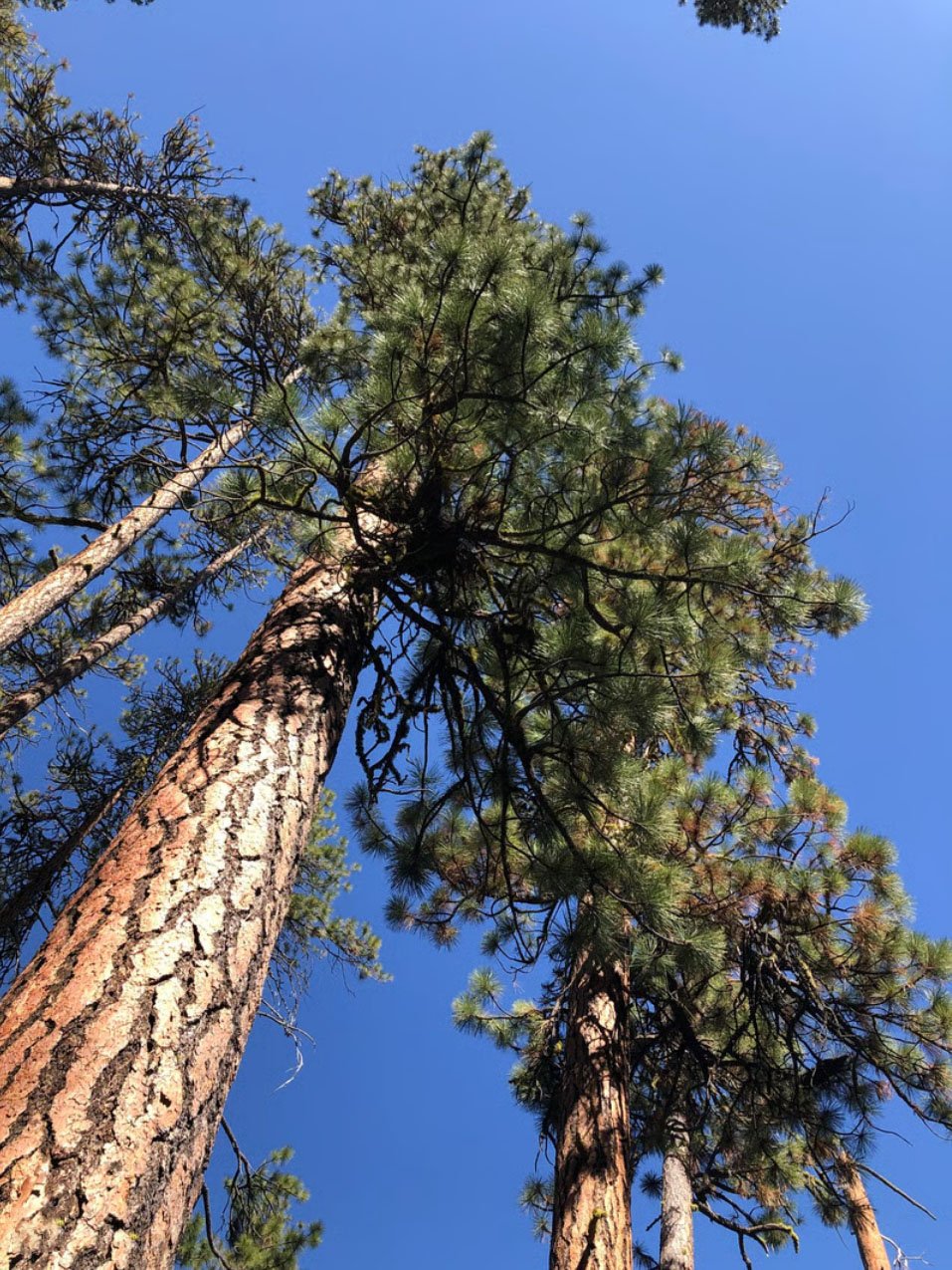 Ponderosa pine (Pinus ponderosa)