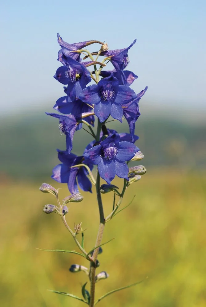 Common larkspur (Delphinium nuttallianum) - Requires more watering