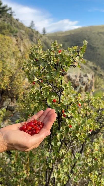 Wax current (Ribes cereum) - Requires more watering