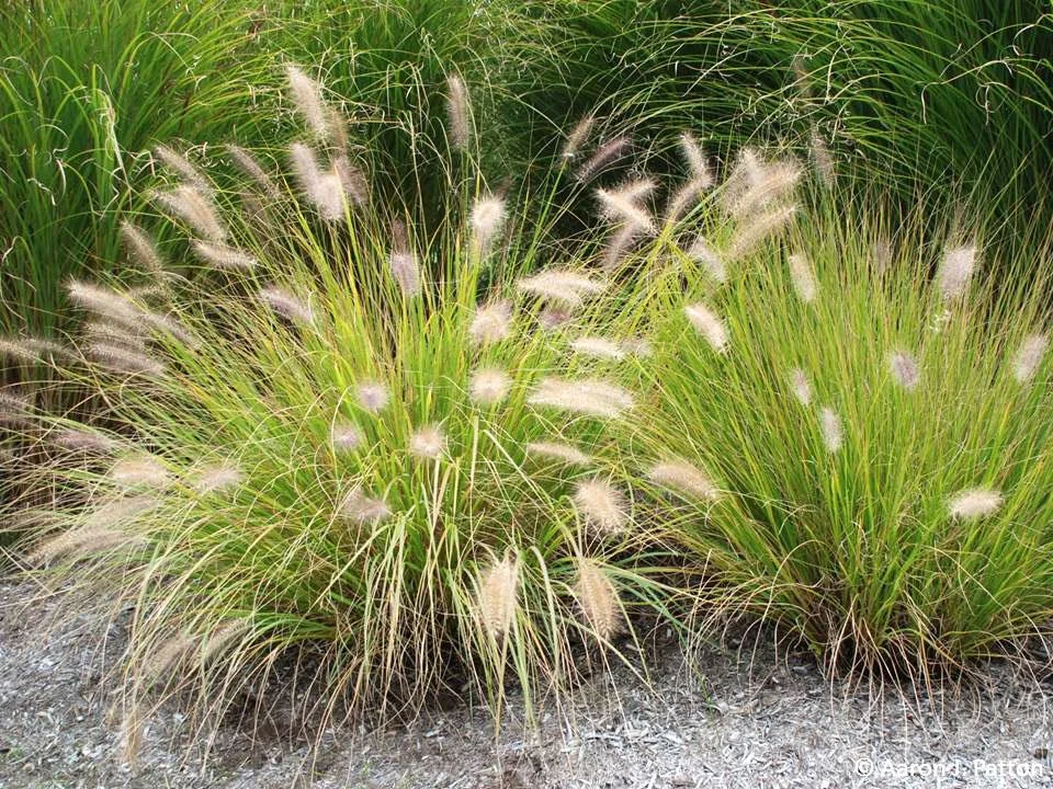 Chinese fountain grass (Pennisetum alopecuroides)