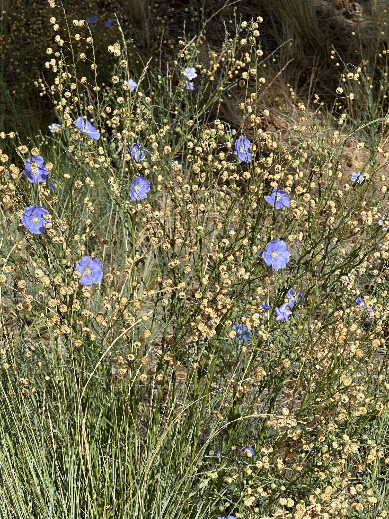 Blue flax (Linum lewisii)
