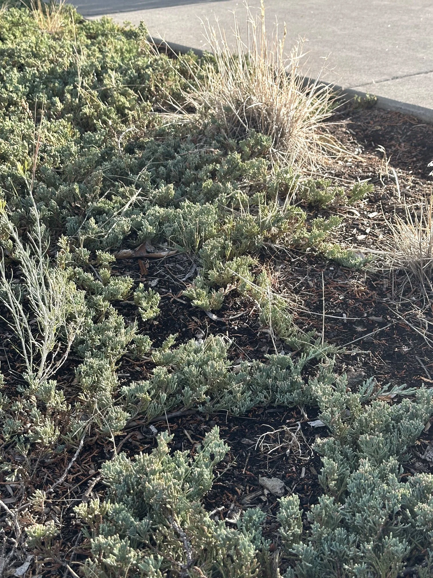 Creeping juniper (Juniperus horizontalis)