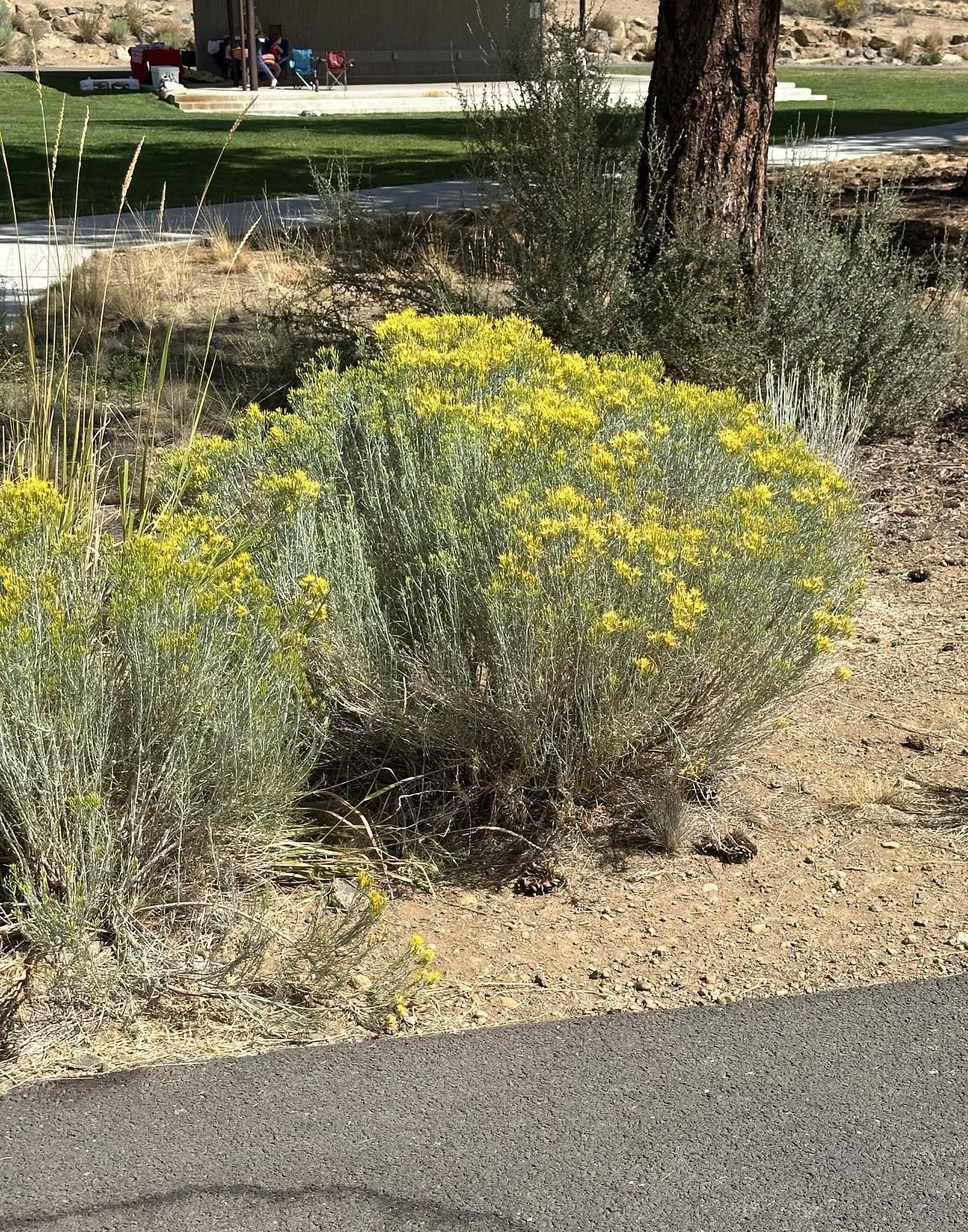 Green rabbitbrush (Chrysothamnus viscidiflorus)