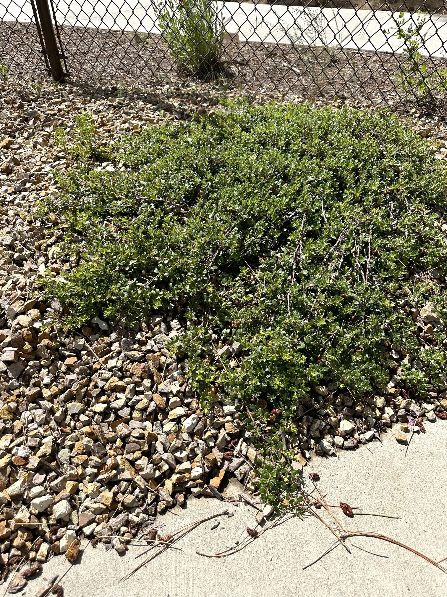Kinnikinnick (Arctostaphylos uva-ursi)