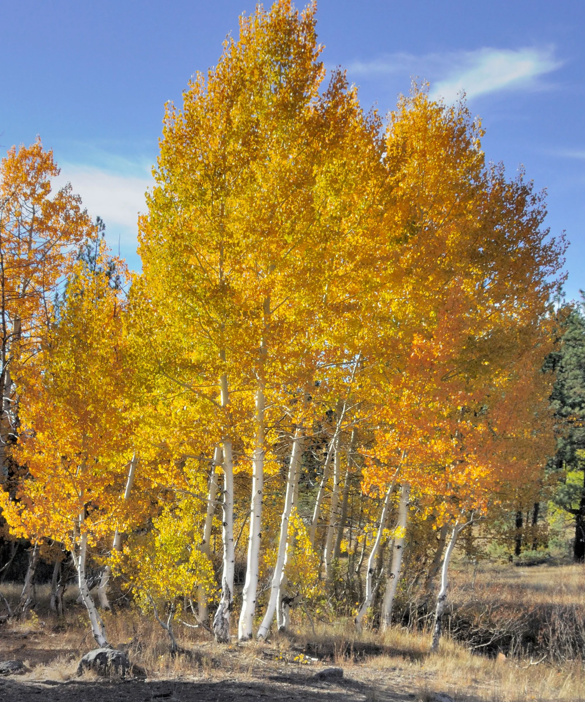 Quaking aspen (Populus tremuloides) - Requires more watering
