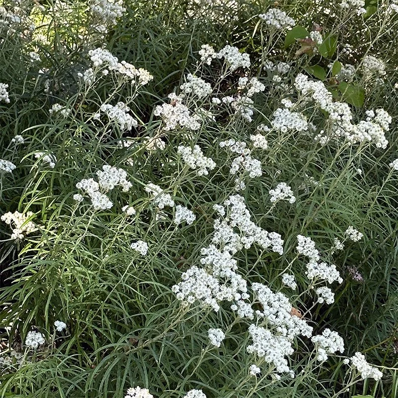 Pearly Everlasting (Anaphalis margaritacea)
