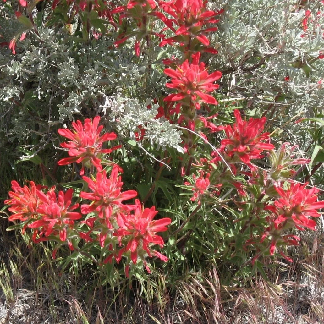 (Red) Desert paintbrush (Castilleja chromosa)