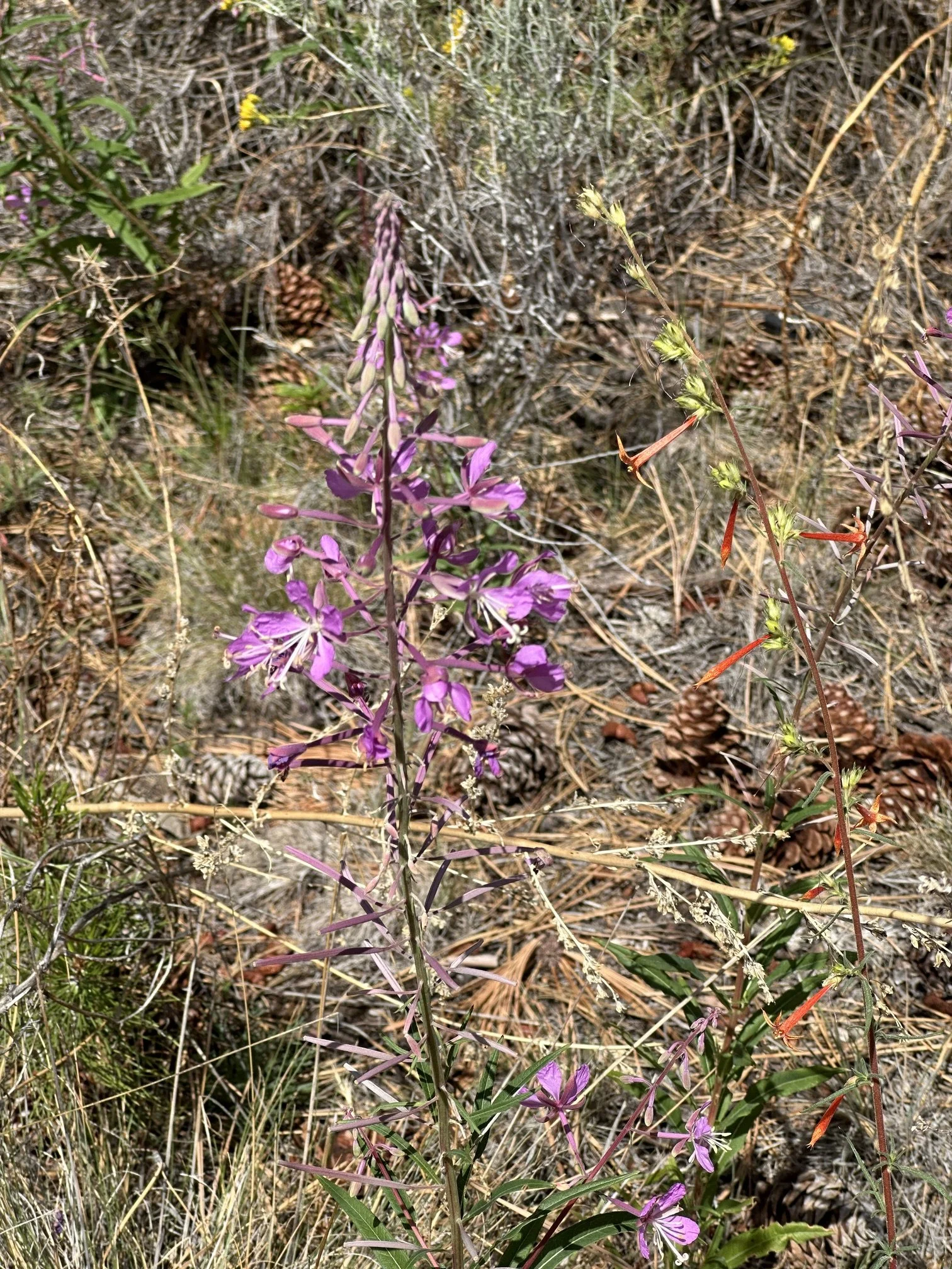 Fireweed (Chamaenerion angustifolium)