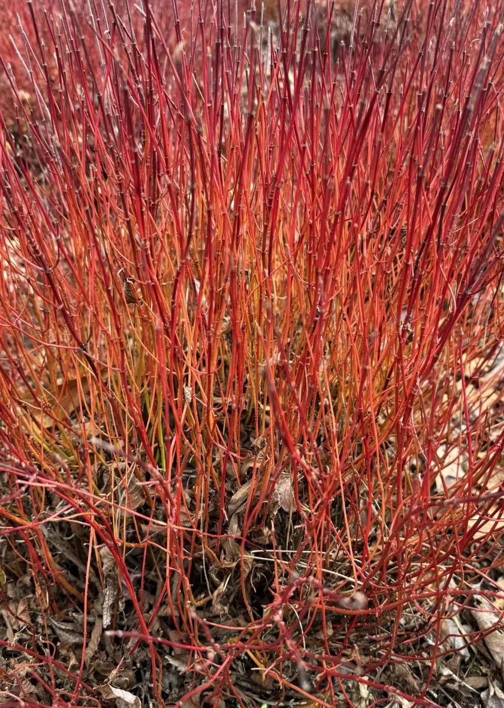 Red Osier Dogwood (Cornus sericea) - Requires more watering/shade