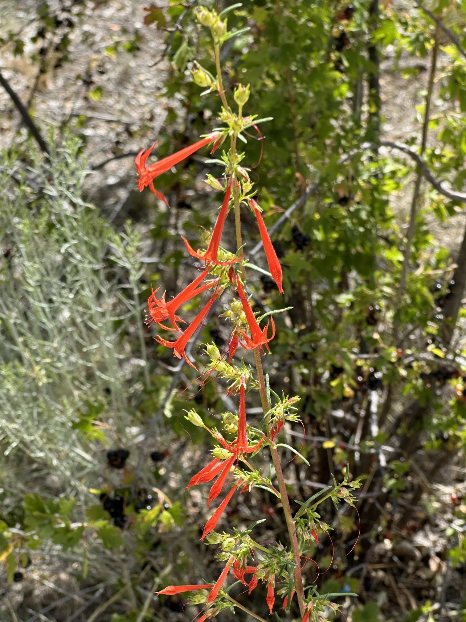 Scarlet Gilia (Ipomopsis aggregate)