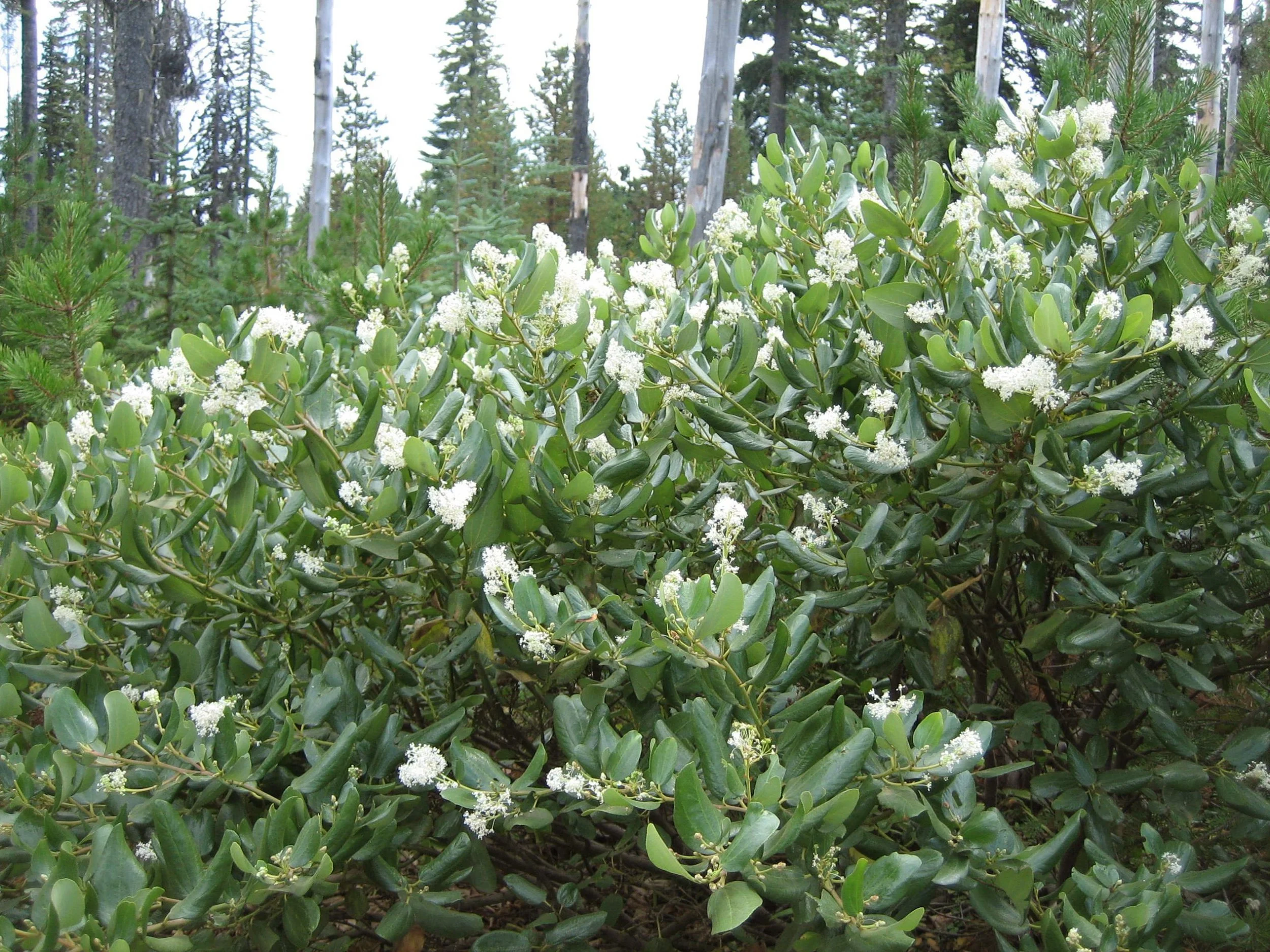 Snowbrush (Ceanothus velutinus)