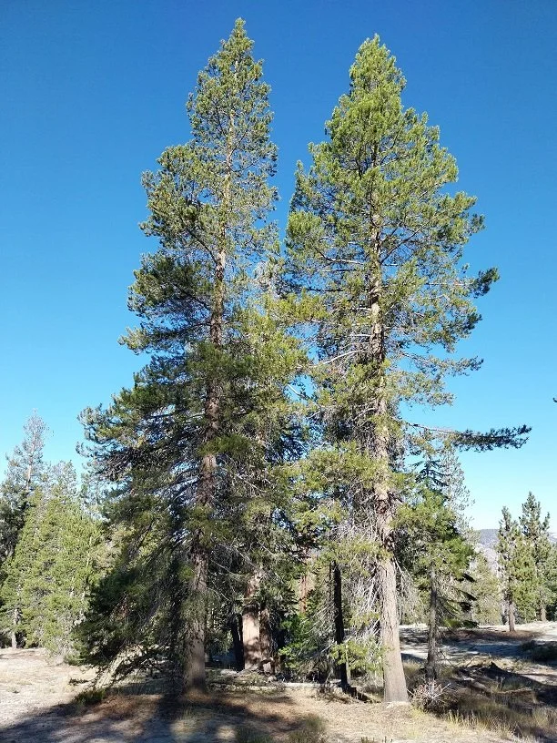 Lodgepole pine (Pinus contorta)