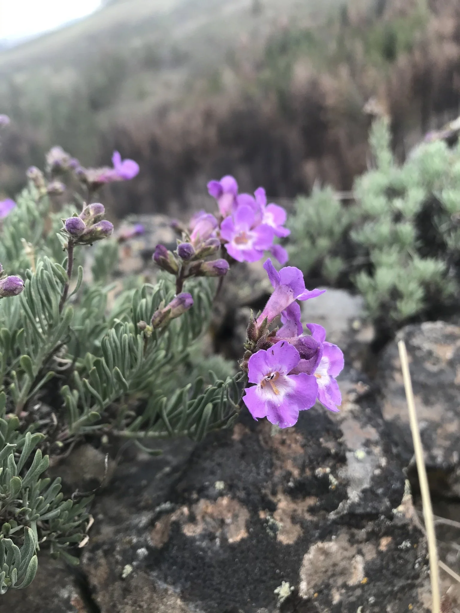 Rock penstemon (Penstemon gairdneri)