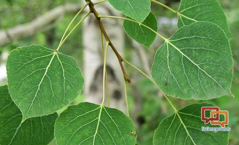 Quaking aspen (Populus tremuloides) - Requires more watering