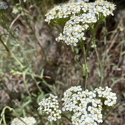 Common yarrow (Achillea millefolium)