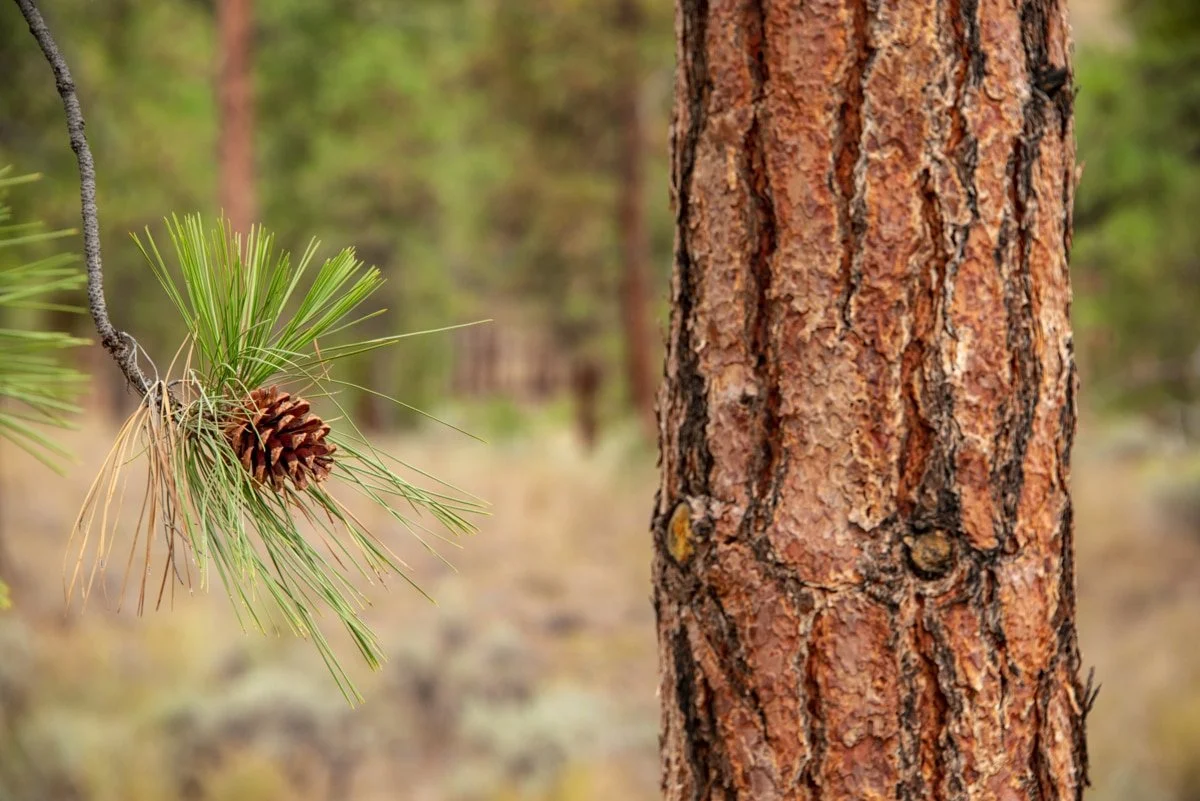 Ponderosa pine (Pinus ponderosa)