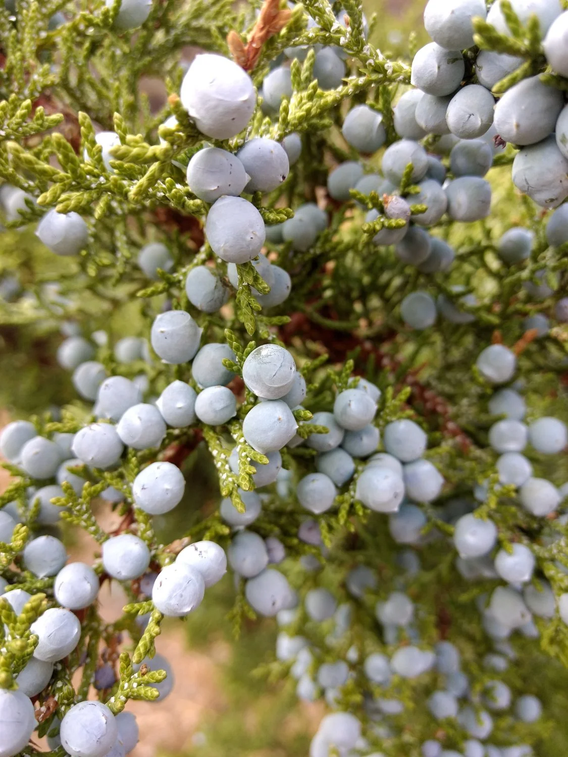 Western juniper (juniperus occidentalis)