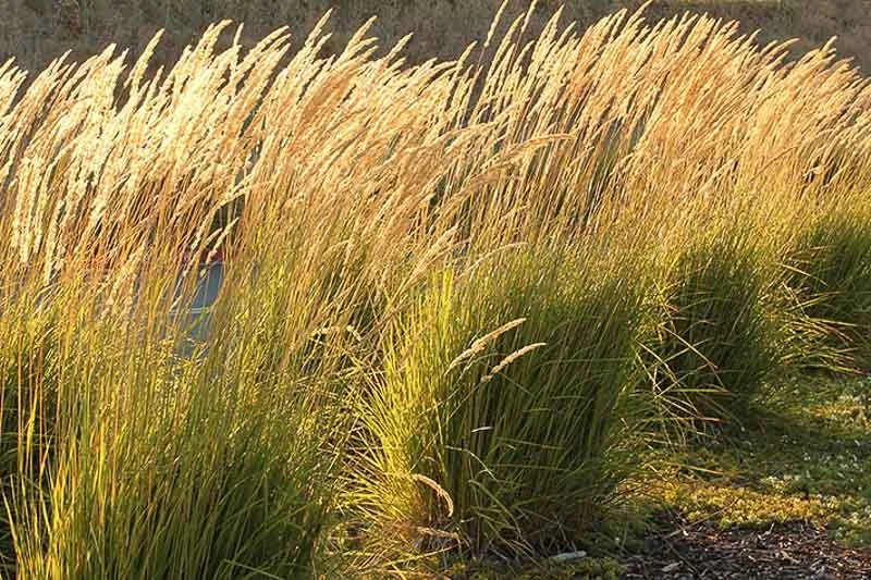 Karl Foerster (Calamagrostis acutiflora)