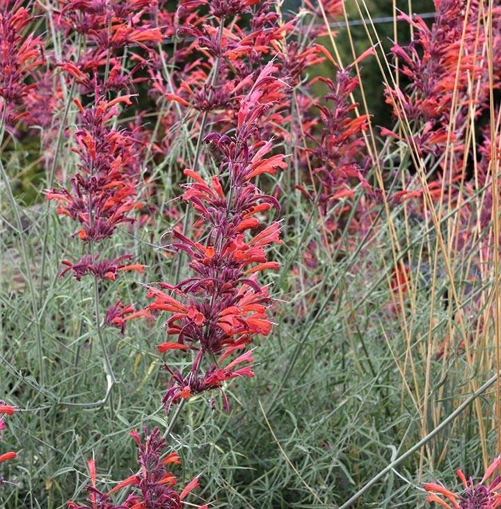 Hummingbird mint (Agastache)