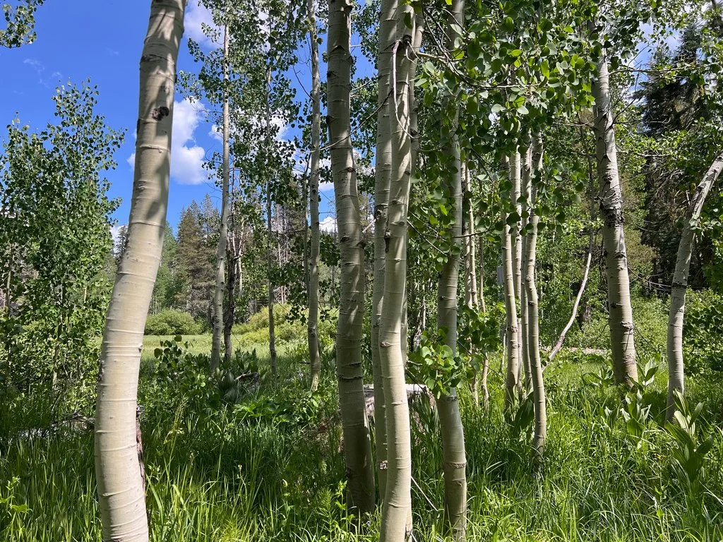Quaking aspen (Populus tremuloides) - Requires more watering