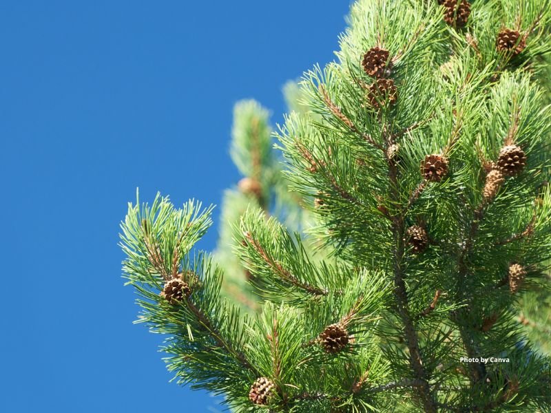 Lodgepole pine (Pinus contorta)