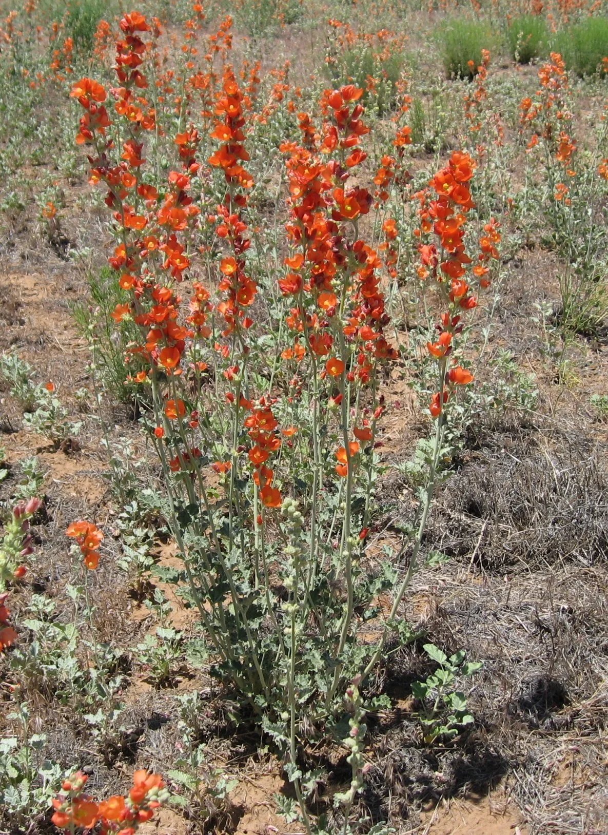 Orange globe mallow (Sphaeralcea munroana)
