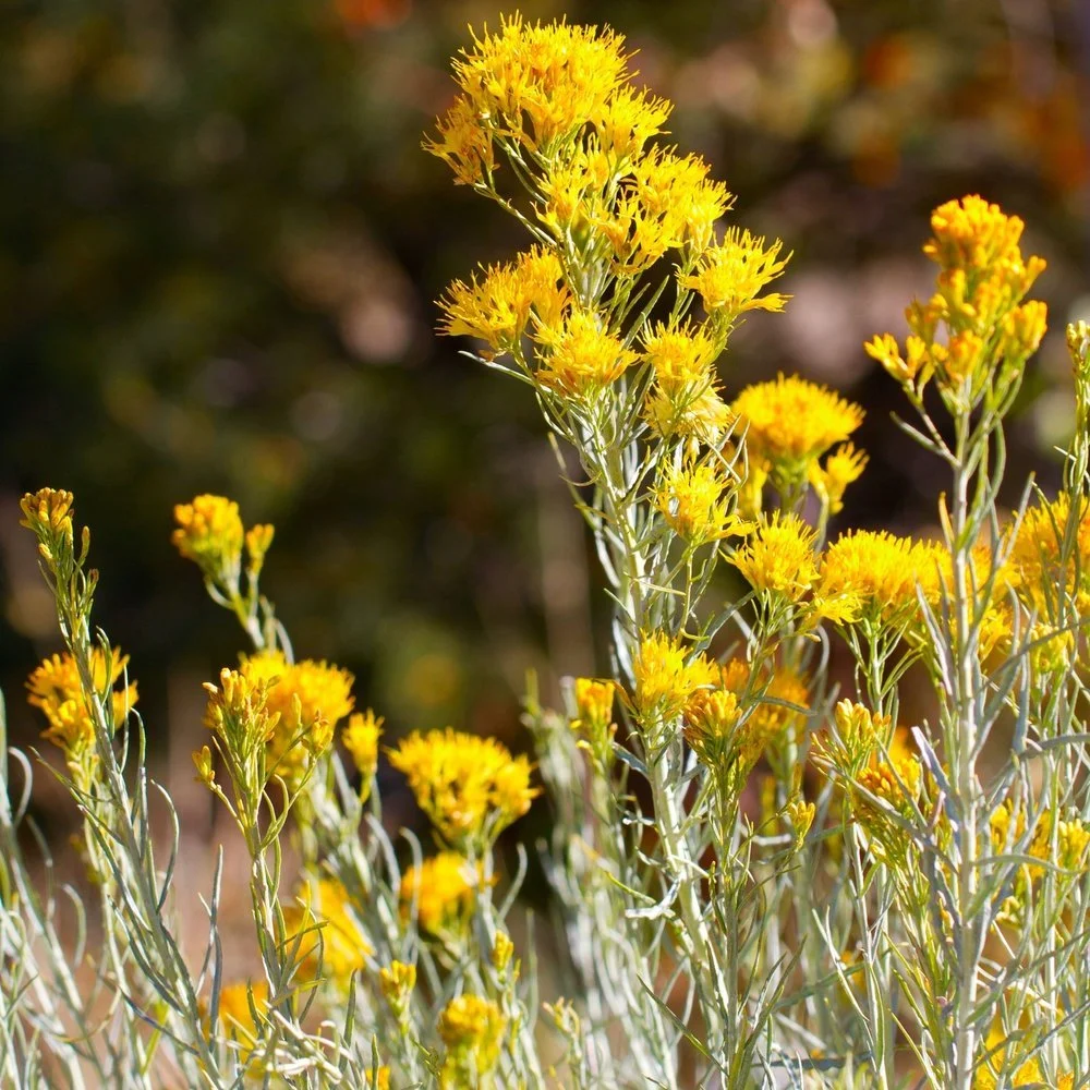Green rabbitbrush (Chrysothamnus viscidiflorus)