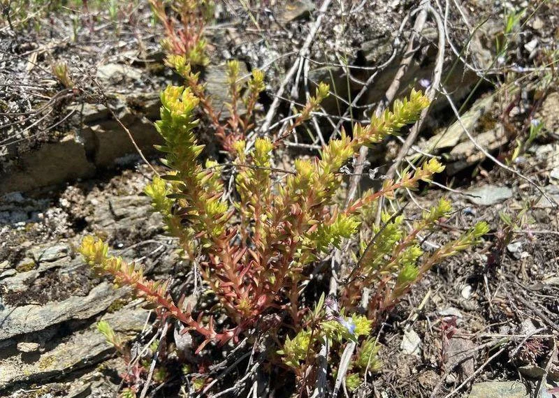 Worm-leaf stonecrop (Sedum stenopetalum)