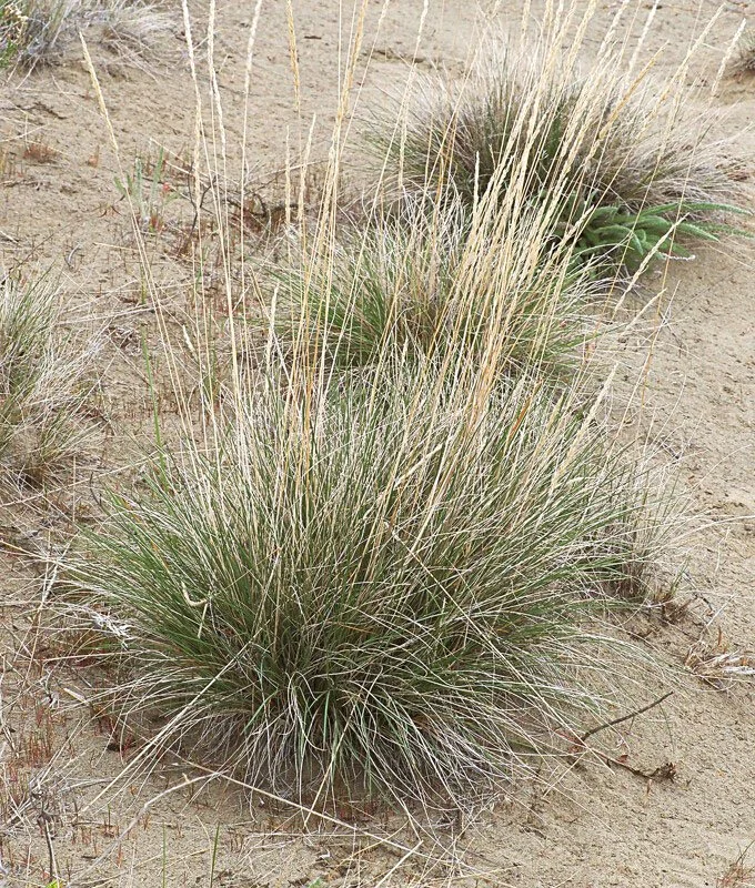 Idaho fescue (Festuca idahoensis)
