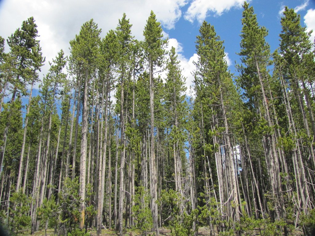 Lodgepole pine (Pinus contorta)
