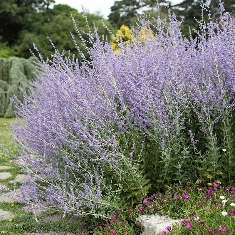 Russian sage (Salvia yangii)