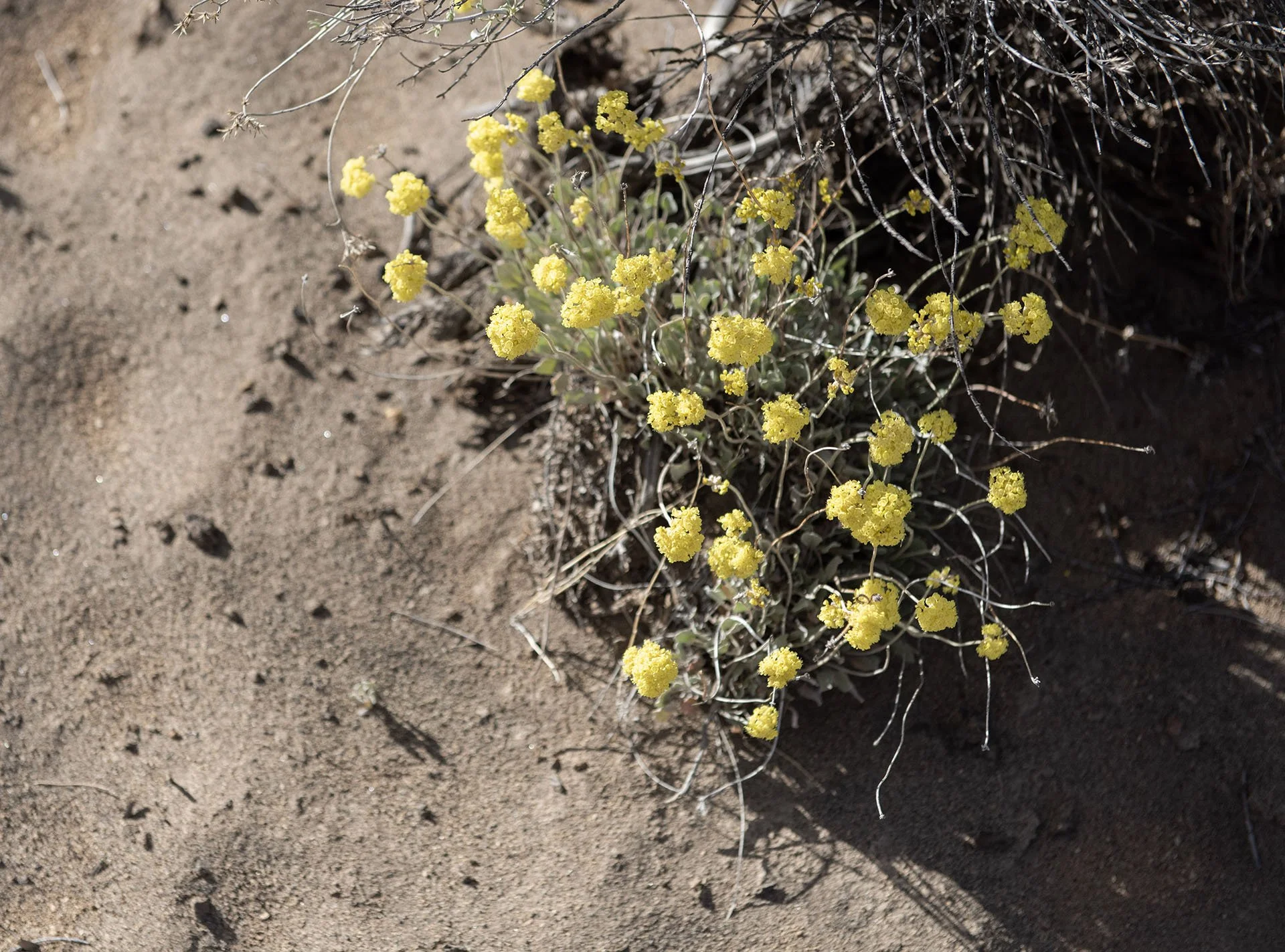 Round-headed desert buckwheat (Eriogonum sphaerocephalum)
