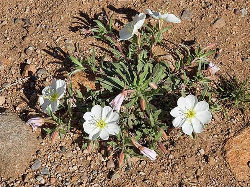 White-stemmed evening primrose (Oenothera pallida)