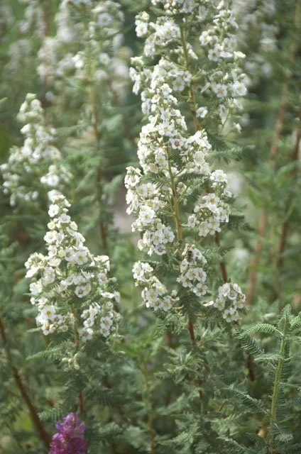Desert Sweet (Chamaebatiaria millefolium)