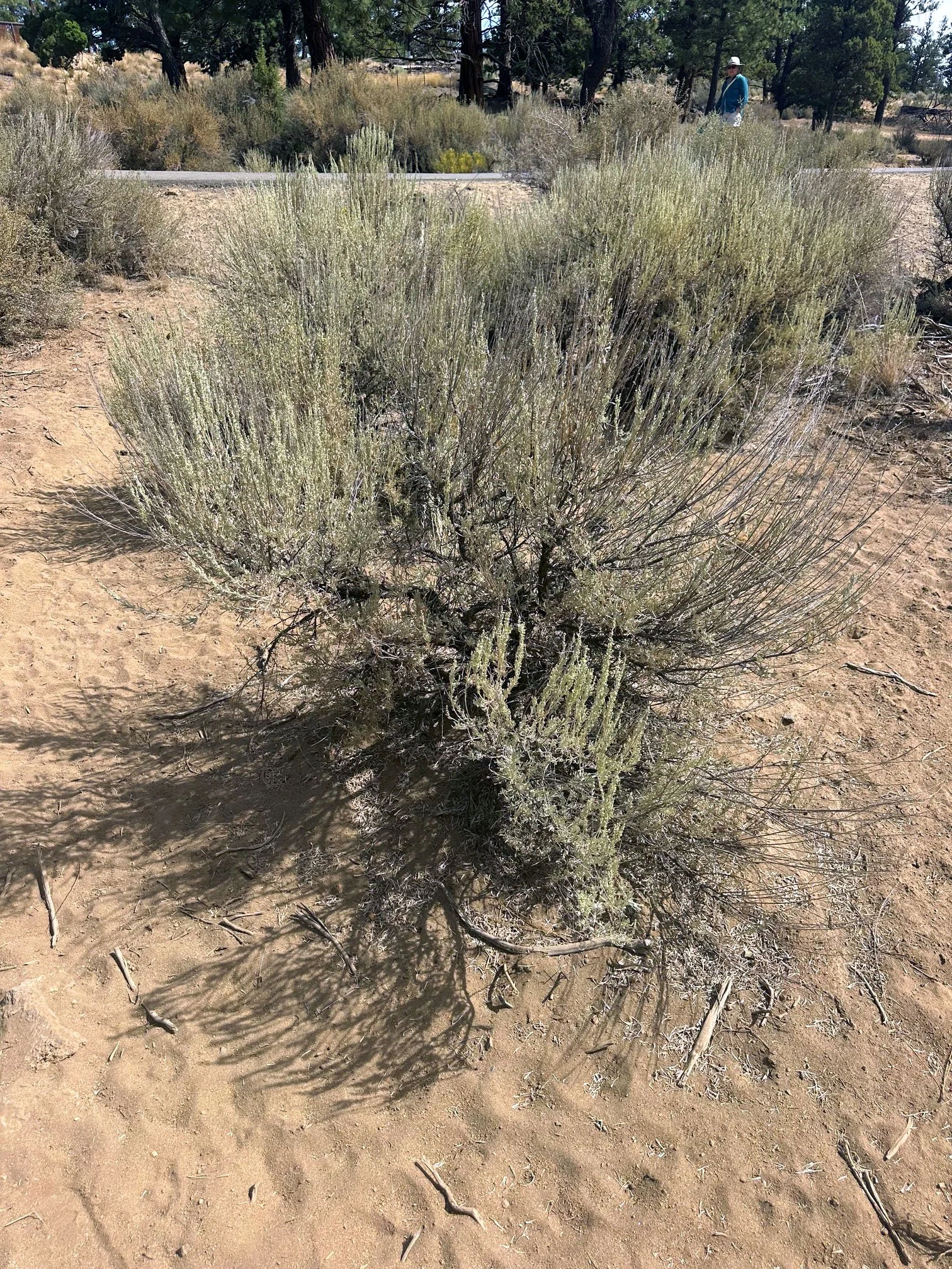 Big Sagebrush (Artemisia tridentata)