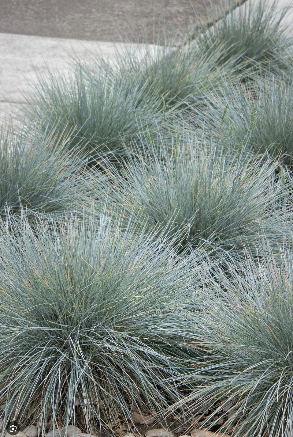 Blue fescue (Festuca glauca)