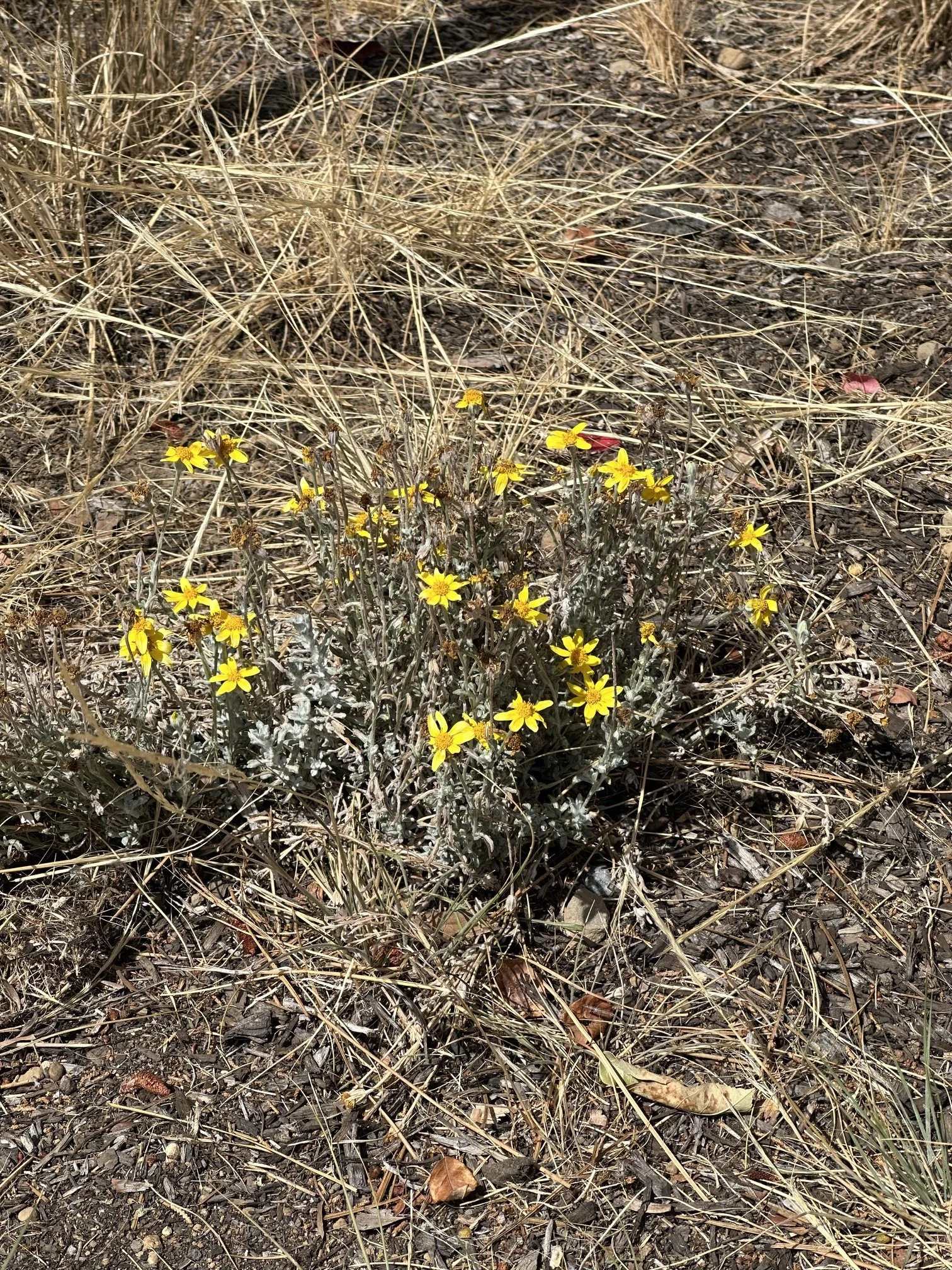 Goldfields (Crocidium multicaule)